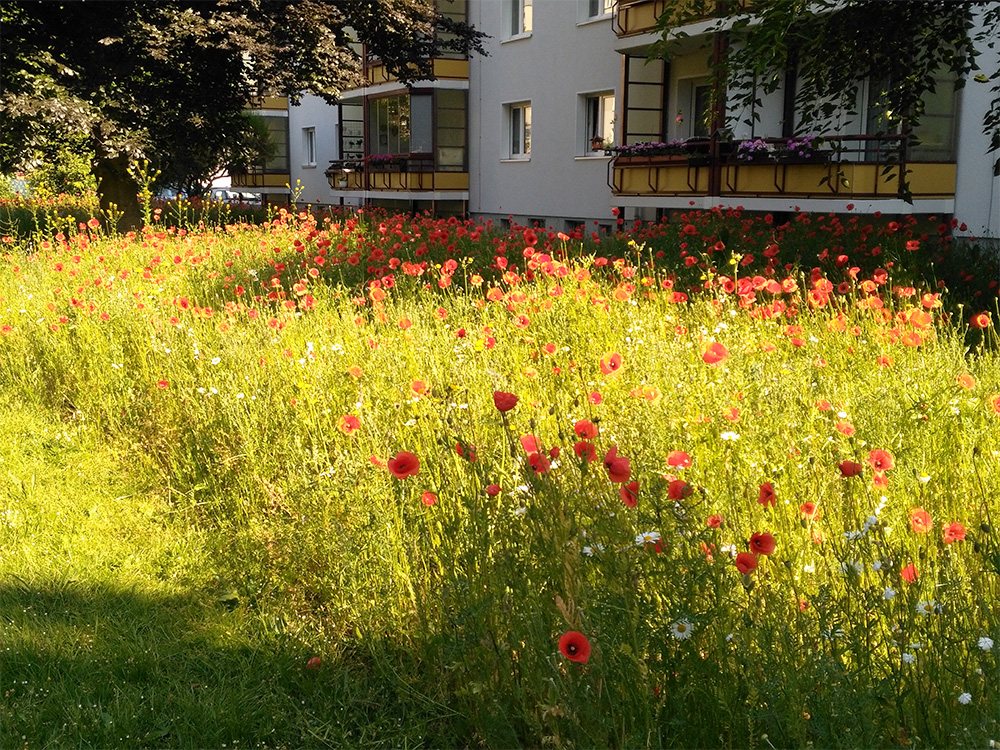Blumenwiese als Außenraumgestaltung einer Dresdner Wohnanlage