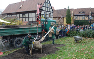 Eine Linde wird mittels Drehkran in die vorbereitete Pflanzgrube gesetzt.