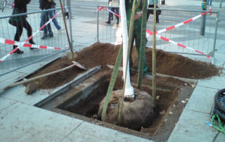 Ausrichten des Gehölzes während einer Baumpflanzung auf der Waisenhausstraße in Dresden 2011