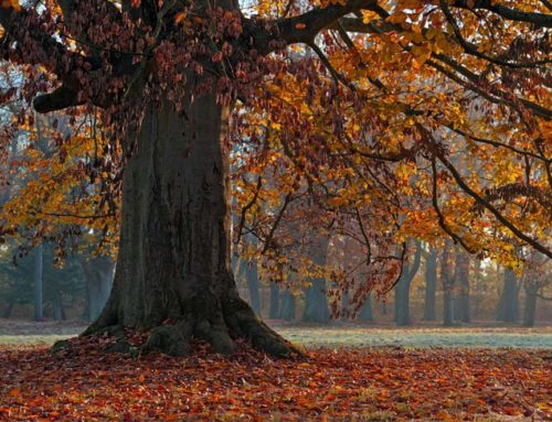 Baum des Jahres 2022 – Die Rot-Buche (Fagus sylvatica)