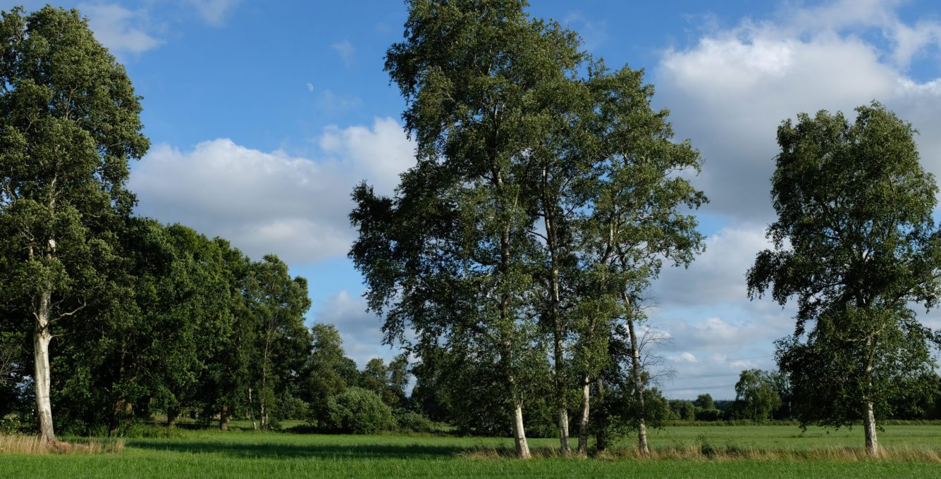 aktuelles-baum-des-jahres-2023-bild-1