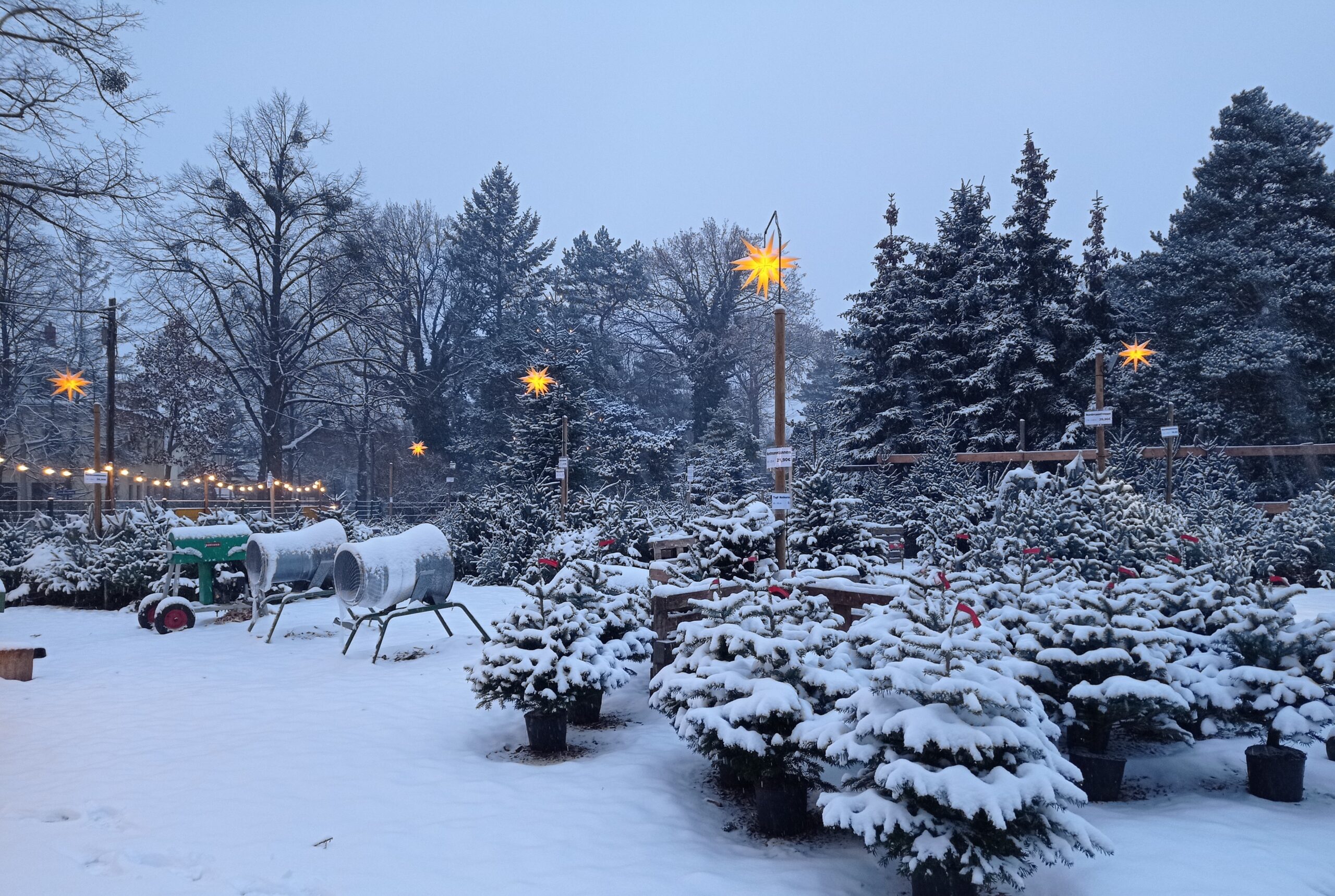 Winterliche Stimmung auf dem Weihnachtsbaumverkaufsstand