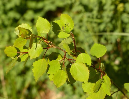Baum des Jahres 2026 – Die Zitter-Pappel (Populus tremula)