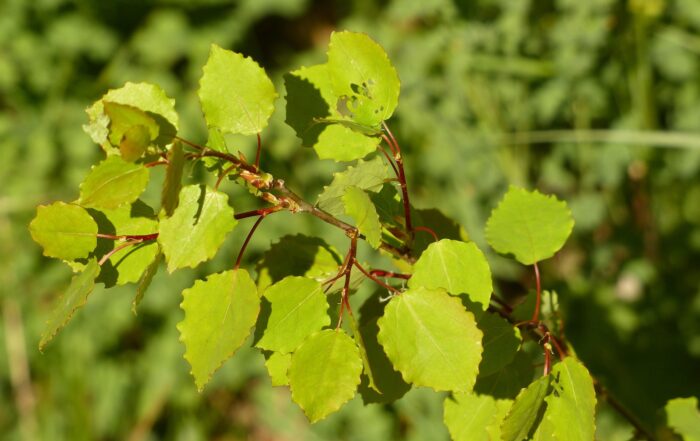 Baum des Jahres 2026 - Die Zitter-Pappel (Populus tremula)