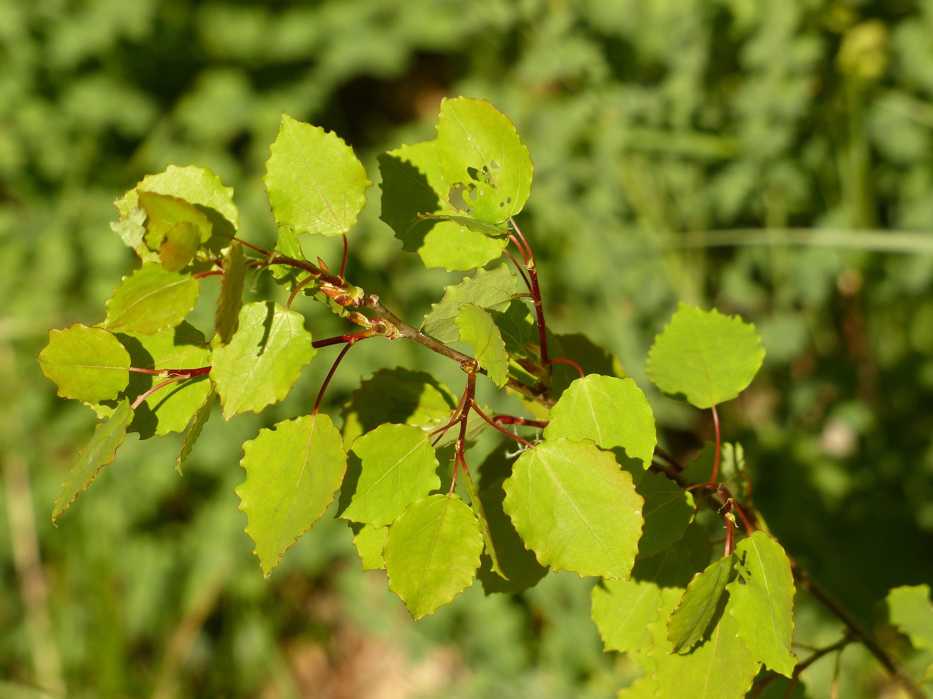 Baum des Jahres 2026 - Die Zitter-Pappel (Populus tremula)